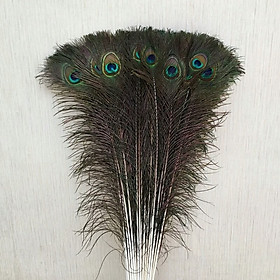 Mua Combo 20 lông công tự nhiên dài 80cm