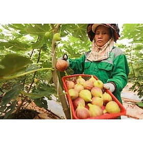 Mua Cây giống sung mỹ sẵn quả