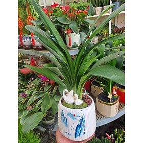 Mua Chậu cây lan quân tử (tiểu cảnh thiên nga)