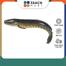 Cá Lóc Đồng Tươi Ngon - 500gr