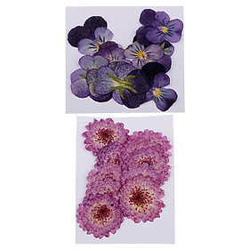 22 Pieces Real Pressed Daisy Flower Natural Dried Flowers Dried Pansy Flowers For Scrapbooking Arts & Crafts Resin Jewelry Pendant Bracelet Phone Case DIY Accessories