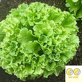 Mua Hạt giống xà lách chịu nhiệt 357 Nảy mầm tốt Gói 10Gr