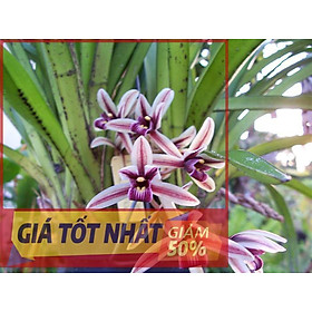 Hoa lan kiếm, ĐỊA LAN KIẾM CỨNG vùng nam lào cây đẹp, cam kết chất lượng