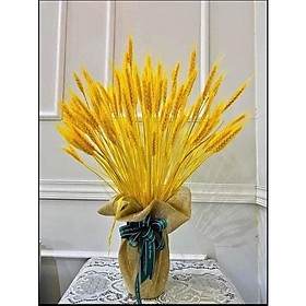 Mua Bông lúa mạch khô màu vàng ( bó 100 bông ) - bông lúa tài lộc  may mắn   trang trí nhà cửa đẹp và sang trọng