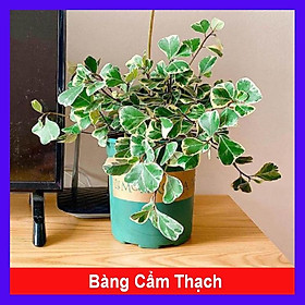 Cây bàng cẩm thạch - cây cảnh để bàn + tặng phân bón cho cây