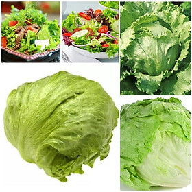 Mua Hạt giống Xà Lách Búp Cuộn Giòn Minetto