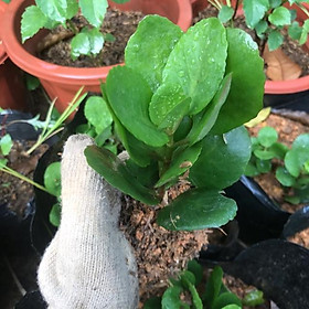 Mua Cây sống đời(cây bỏng)
