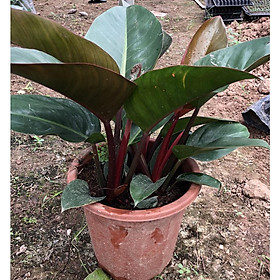 Mua Cây trầu bà đế vương đỏ size to  Chiều cao 40cm lá to đẹp gốc to khỏe sức sống mãnh liệt thích hợp trang trí nội thất