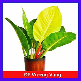 Hình ảnh Cây trầu bà đế vương vàng - cây cảnh để bàn + tặng phân bón cho cây