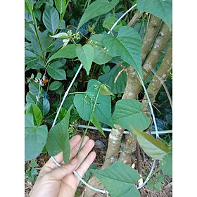 Mua dây cây chìa vôi tươi sạch- 1kg