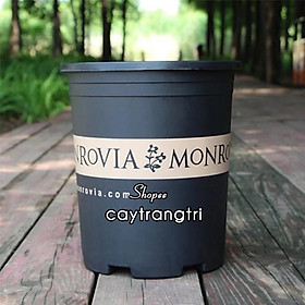 Mua Chậu Nhựa Trồng Cây Rộng 18 x Cao 25 cm