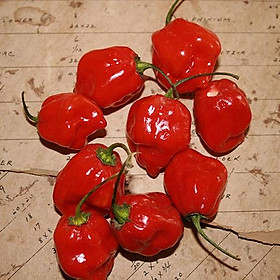 Mua HẠT GIỐNG ỚT HANANERO ĐỎ