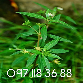 Mua Cây nhọ nồi cỏ mực khô hàng xanh đẹppp.Túi 1kg.lh 097 118 36 88