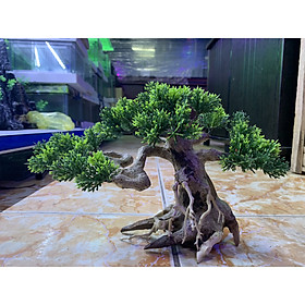 Cây bonsai mini trang trí hồ cá, size nhỏ và size lớn.