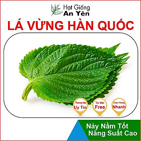 Hạt giống Lá Vừng Hàn Quốc, thu hoạch sớm, dễ trồng, nảy mầm cao, sinh trưởng khoẻ,