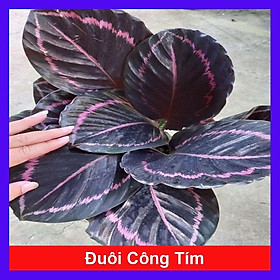 Mua Cây đuôi công tím - cây cảnh để bàn + tặng phân bón cho cây