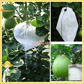 Mua Bộ 50 Túi bọc bưởi  túi bao trái cây kích thước 30 x 30cm
