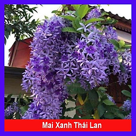 Mua Cây mai xanh thái lan - Cây cảnh sân vườn trồng cổng rào ban công + tặng phân bón