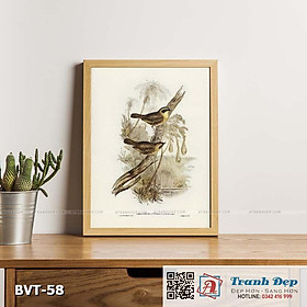 Tranh canvas vintage - Chim sẻ (Sericornis citreogularis) - BVT-58