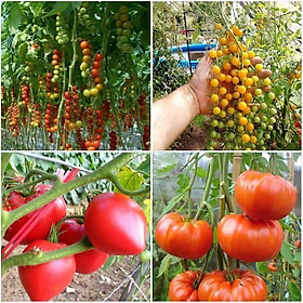 Combo 4 gói cà chua ( cà chua bi dây vàng + đỏ + cà chua khổng lồ + cà chua trái tim )