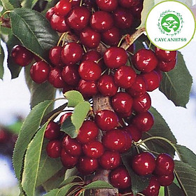 Mua Cây cherry anh đào cao 50cm có quả sau 6 tháng - Lá răng cưa (Ảnh thật).
