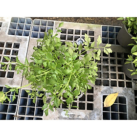 Chậu rau cần tây chỉ giao TP.HCM