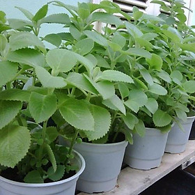 CHẬU CÂY HÚNG CHANH -DƯỢC LIỆU QUÝ TR.Ị BÁCH BỆNH