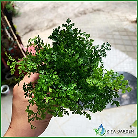 DƯƠNG XỈ CHÂU PHI MINI | HÀNG SƯU TẦM PHÁT TRIỂN CHẬM | CÂY THỦY SINH DỄ CHĂM SÓC