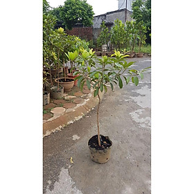 Cây hồng xiêm xoài trưởng thành