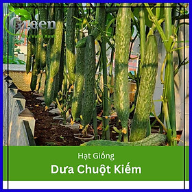 Hạt giống dưa chuột kiếm tự thụ phấn trái dài (gói 20 hạt)