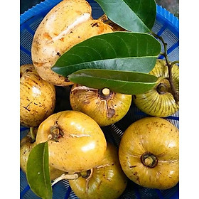 Mua Quả bình bát tươi 2kg