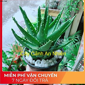 Mua Nha Đam Kiểng