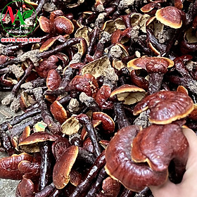 Nấm Lim Xanh Rừng tự nhiên 500gr thanh nhiệt gải độc gan, tốt cho hệ tim mạch huyết áp tiểu đường