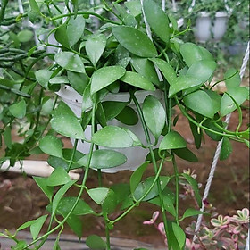 Mua Hạt dưa xanh