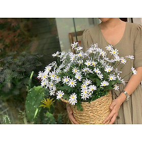 GIỎ CÚC HỌA MI TRẮNG TRANG TRÍ CC443