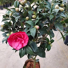 Mua Cây Hoa Trà My Cao 40 60cm (ảnh thật số 2)
