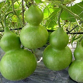 Mua Hạt giống Bầu Hồ Lô Dễ Trồng ( Gói 10 hạt ) - Hạt giống rau củ quả