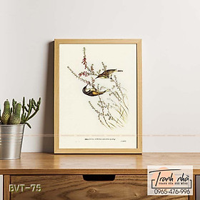 Tranh canvas vintage  - Ăn mật lưỡi liềm (Meliphaga Australasiana) - BVT-75