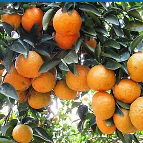 Mua Sản phẩm Cây Ăn Trái giống cam sành Hà Giang