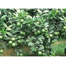 Combo 10 cây chanh tứ quý