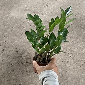Cây kim tiền tài lộc mini để bàn cực xinh