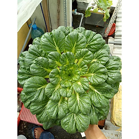 Mua Bộ 1 gói Hạt giống cải hoa hồng