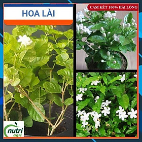 Cây Hoa Lài Nhiều Hoa - Cây Tranh Trí Sân Vườn SAMSON GARDEN