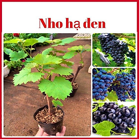 Cây nho hạ đen trồng được cả 3 miền