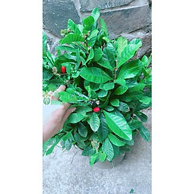 Mua Cây Thần Kỳ Lớn