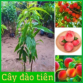 Mua Cây đào tiên Nhật Bản ( đào ăn quả) 1 năm ra quả