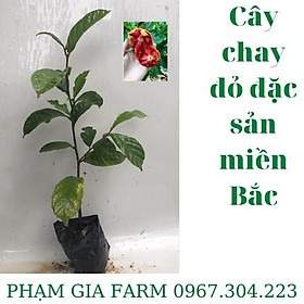 Cây giống chay đỏ chuẩn đặc sản miền Bắc