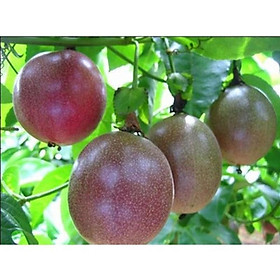 Mua cây chanh leo tím giống