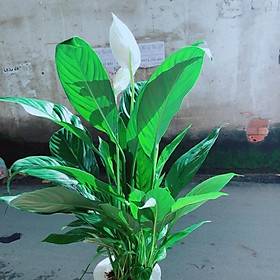 Mua Chậu Cây Lan Ý Thuỷ Sinh