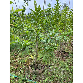 Mua Cây vú sữa hoàng kim cam kết chất lượng